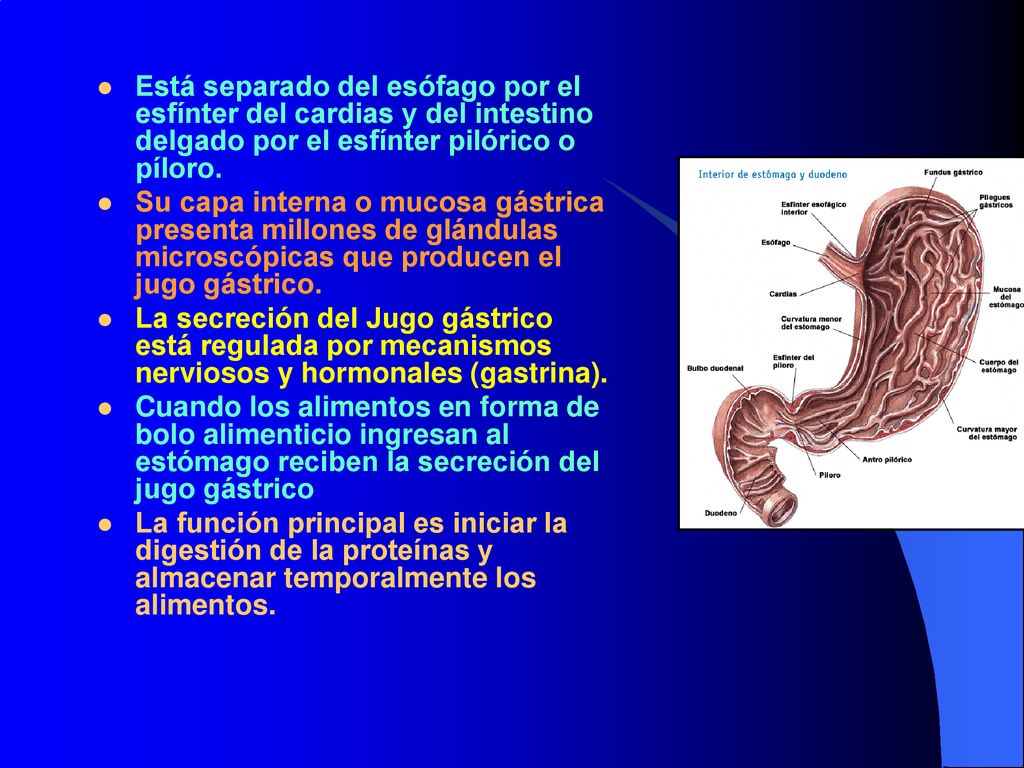 Está separado del esófago por el esfínter del cardias y del intestino delgado por el esfínter pilórico o píloro.