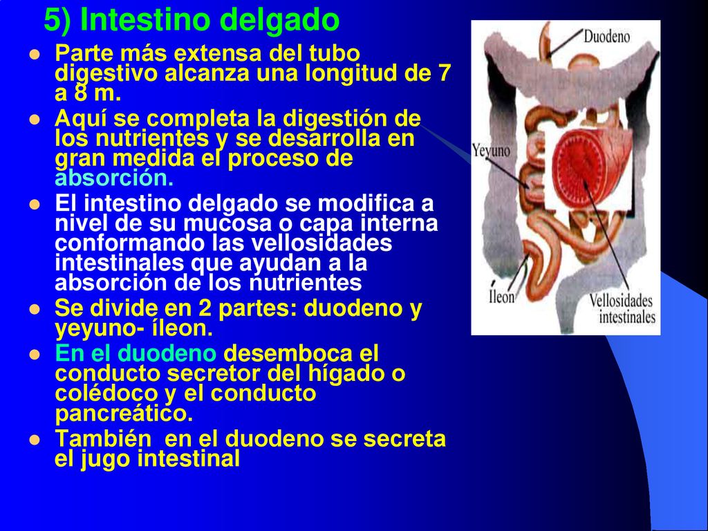 5) Intestino delgado Parte más extensa del tubo digestivo alcanza una longitud de 7 a 8 m.