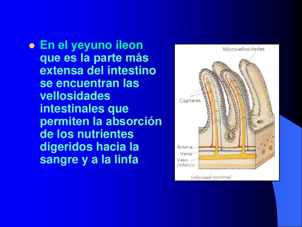 En el yeyuno íleon que es la parte más extensa del intestino se encuentran las vellosidades intestinales que permiten la absorción de los nutrientes digeridos hacia la sangre y a la linfa