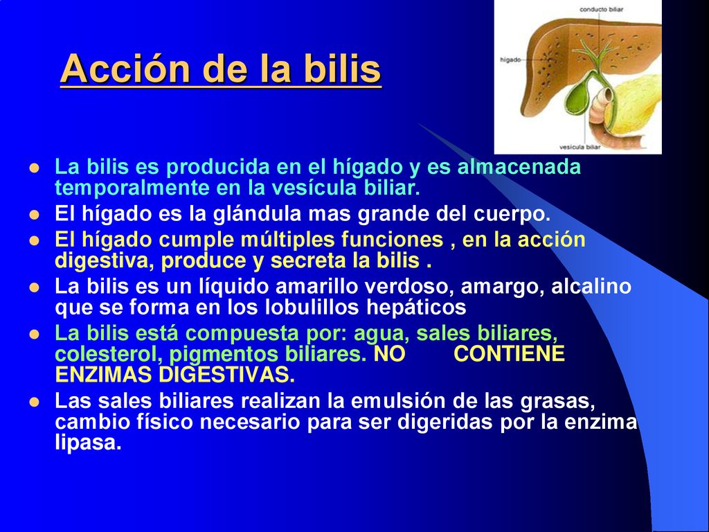 Acción de la bilis La bilis es producida en el hígado y es almacenada temporalmente en la vesícula biliar.