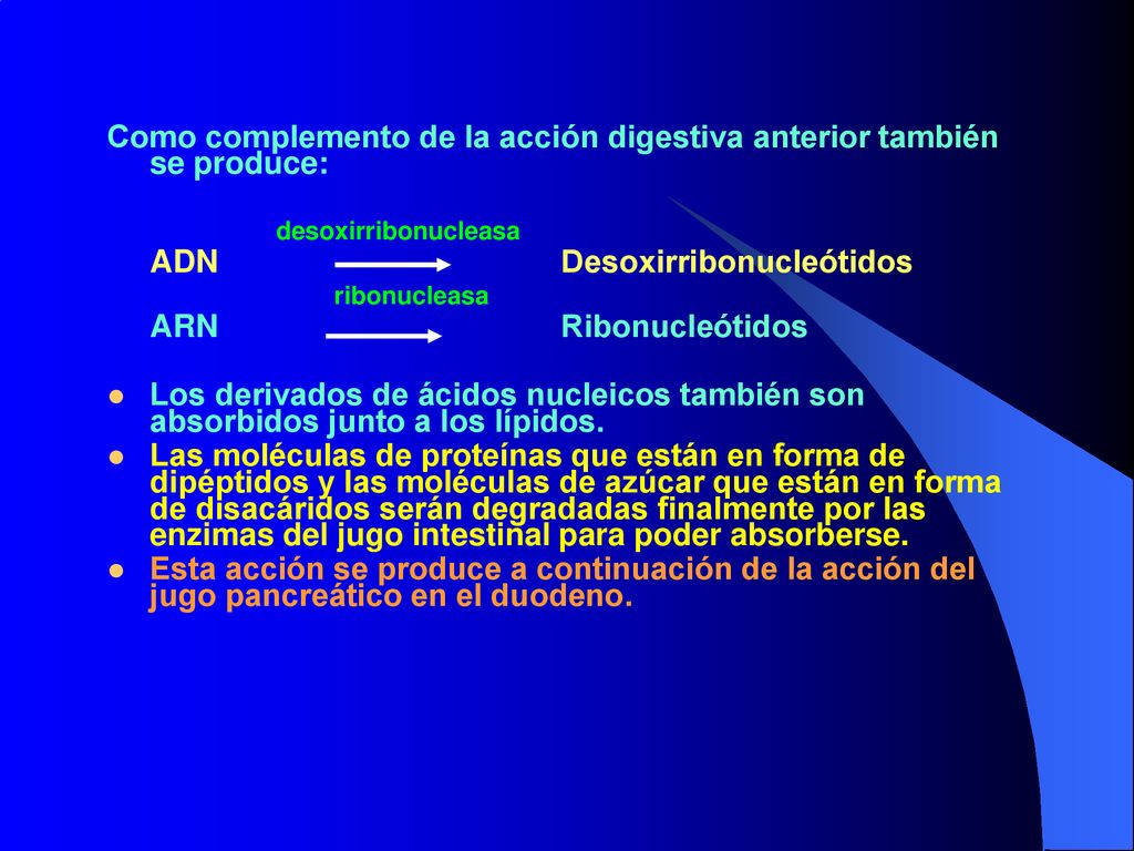 Como complemento de la acción digestiva anterior también se produce: