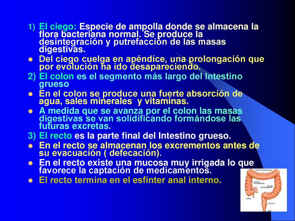 2) El colon es el segmento más largo del Intestino grueso