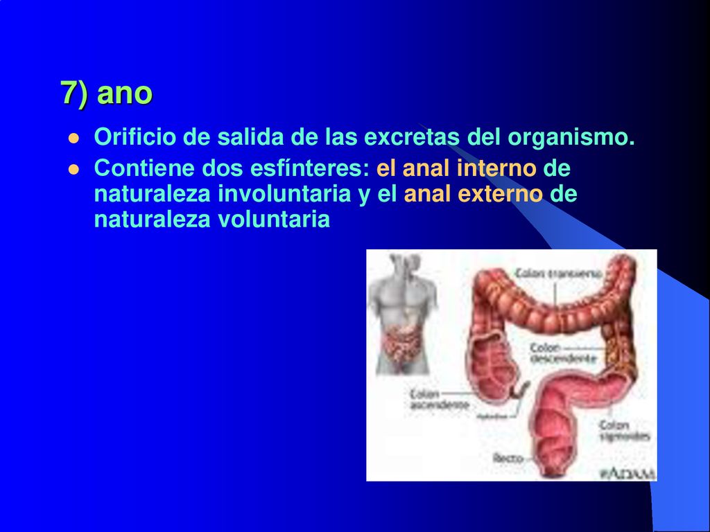 7) ano Orificio de salida de las excretas del organismo.