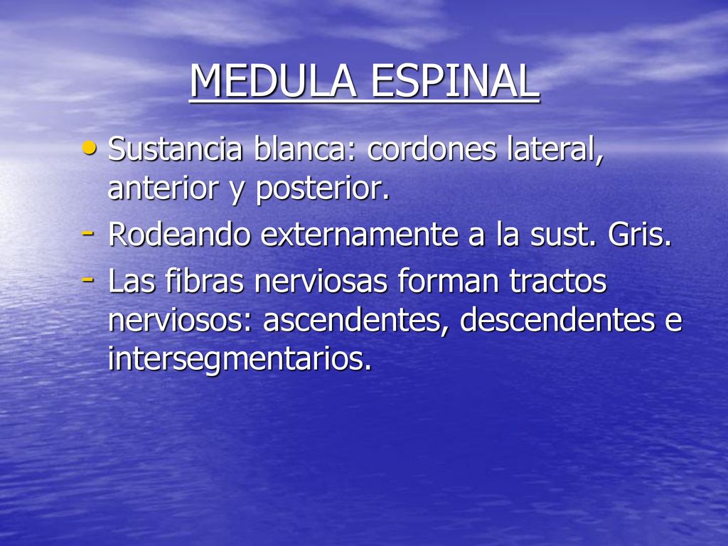 MEDULA ESPINAL Sustancia blanca: cordones lateral, anterior y posterior. Rodeando externamente a la sust. Gris.