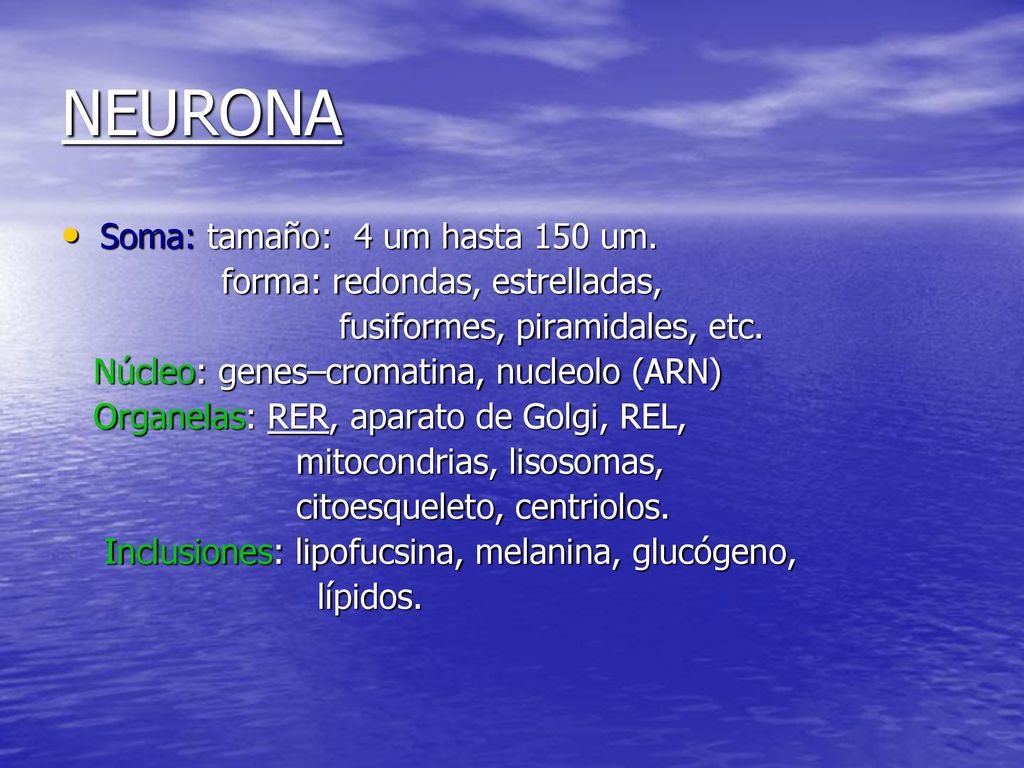 NEURONA Soma: tamaño: 4 um hasta 150 um. forma: redondas, estrelladas,