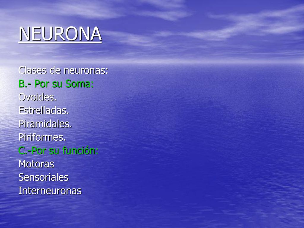 NEURONA Clases de neuronas: B.- Por su Soma: Ovoides. Estrelladas.