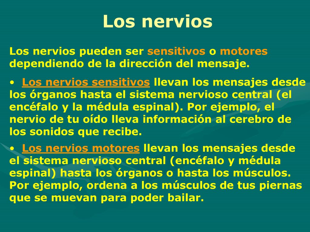 Los nervios Los nervios pueden ser sensitivos o motores dependiendo de la dirección del mensaje.