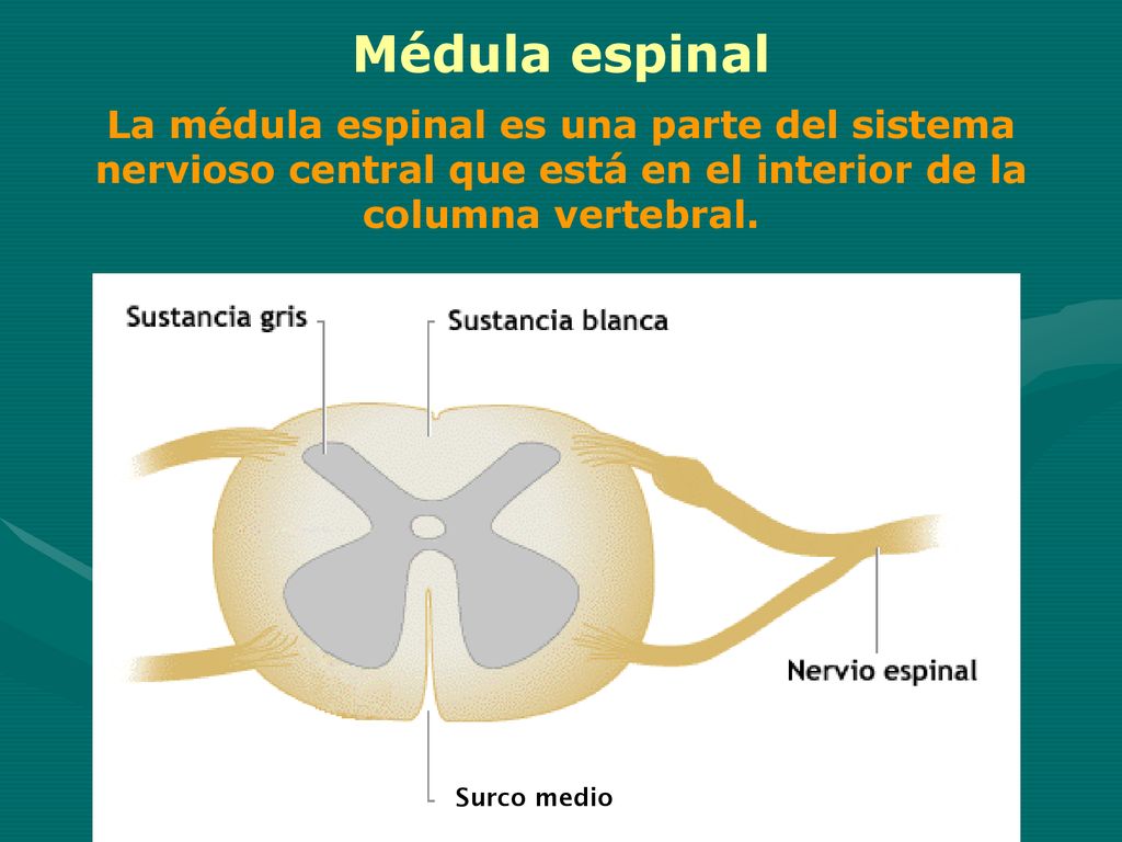 Médula espinal La médula espinal es una parte del sistema nervioso central que está en el interior de la columna vertebral.