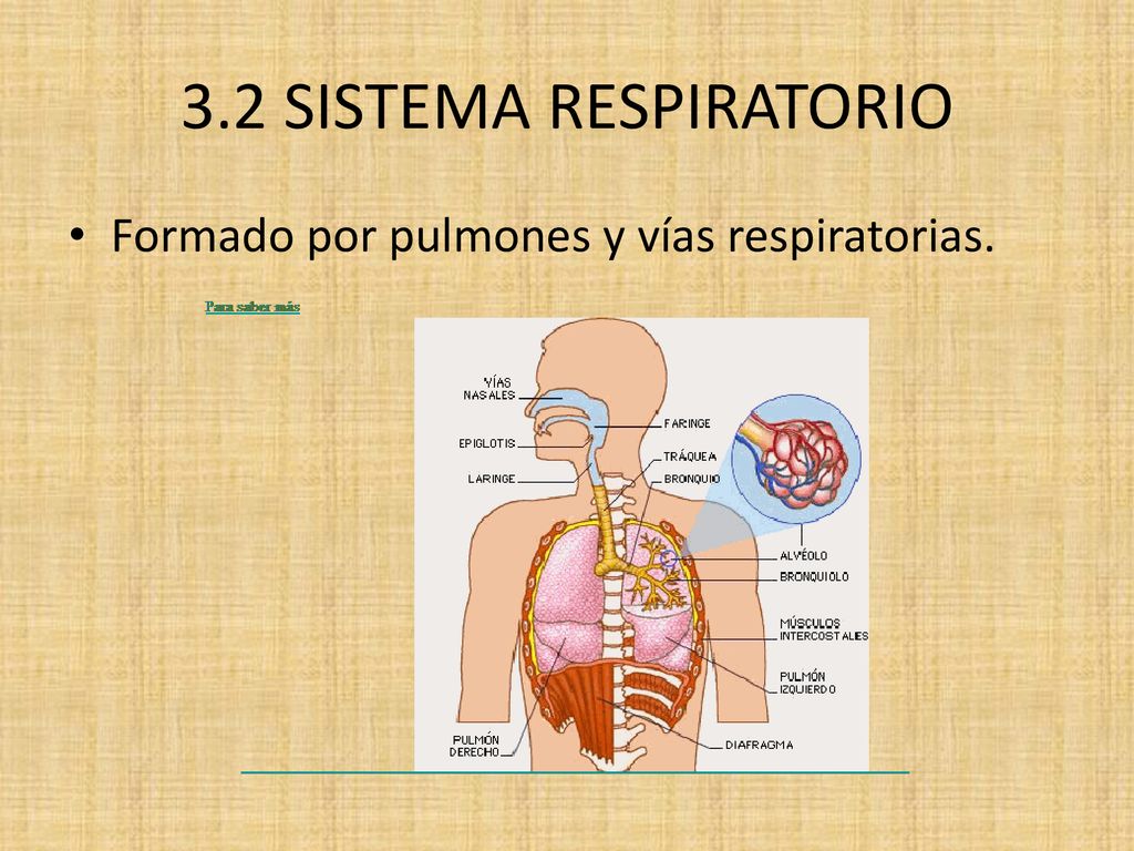 3.2 SISTEMA RESPIRATORIO Formado por pulmones y vías respiratorias.