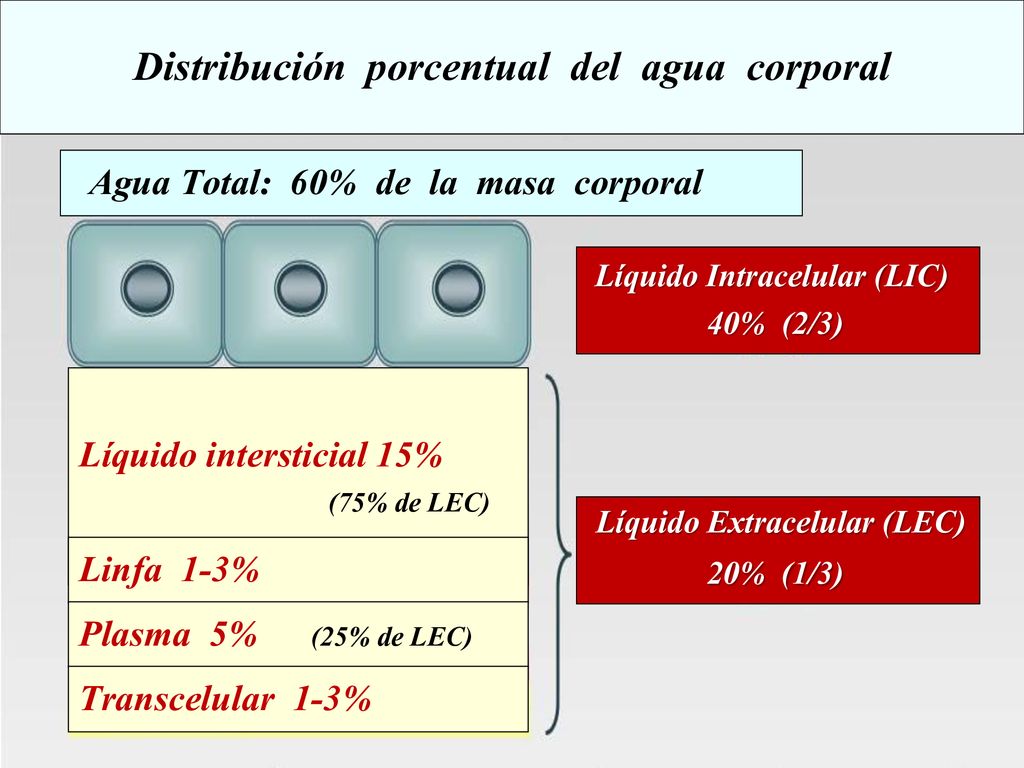 Distribución porcentual del agua corporal
