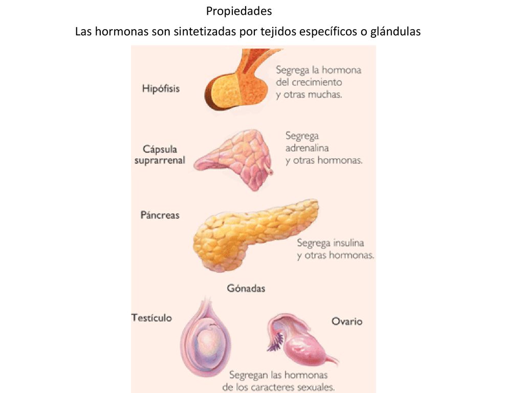 Propiedades Las hormonas son sintetizadas por tejidos específicos o glándulas