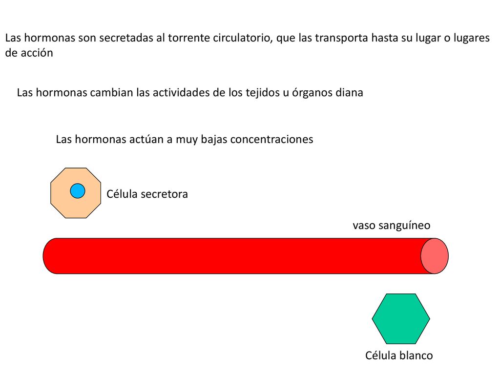 Las hormonas son secretadas al torrente circulatorio, que las transporta hasta su lugar o lugares de acción