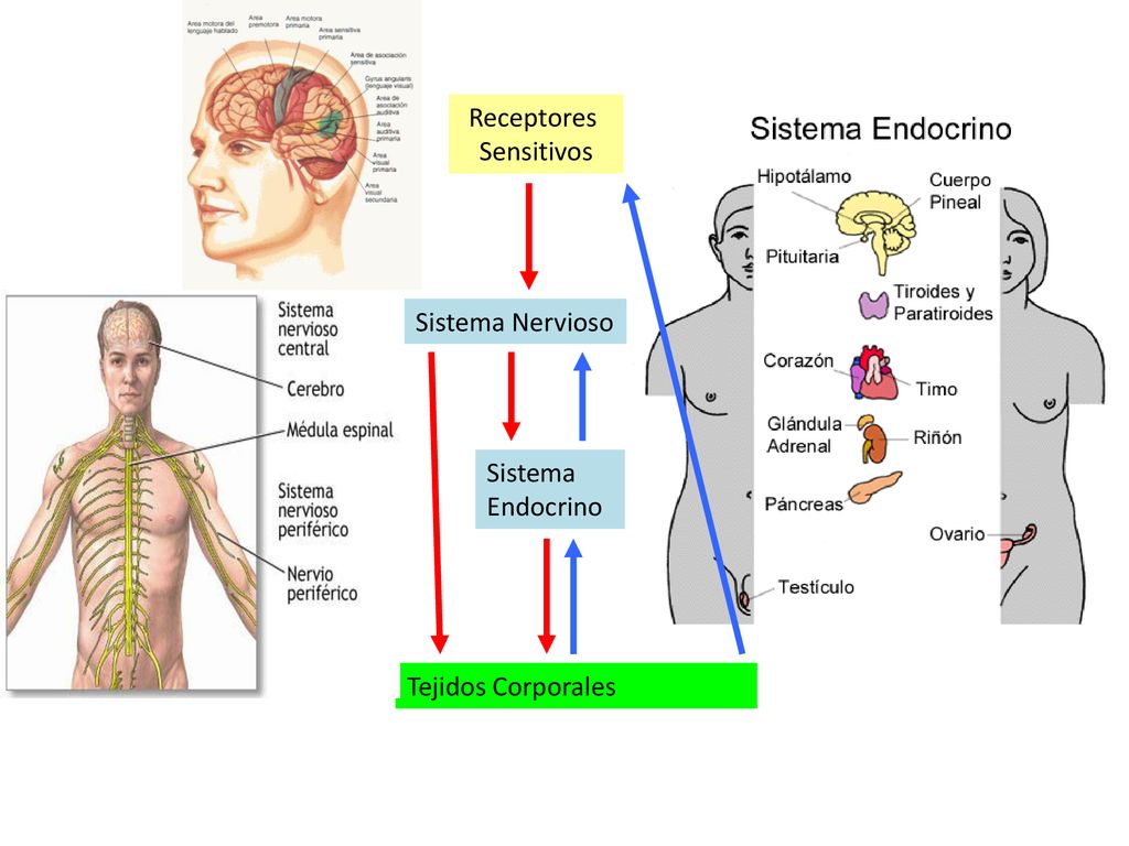 Receptores Sensitivos Sistema Nervioso Sistema Endocrino Tejidos Corporales