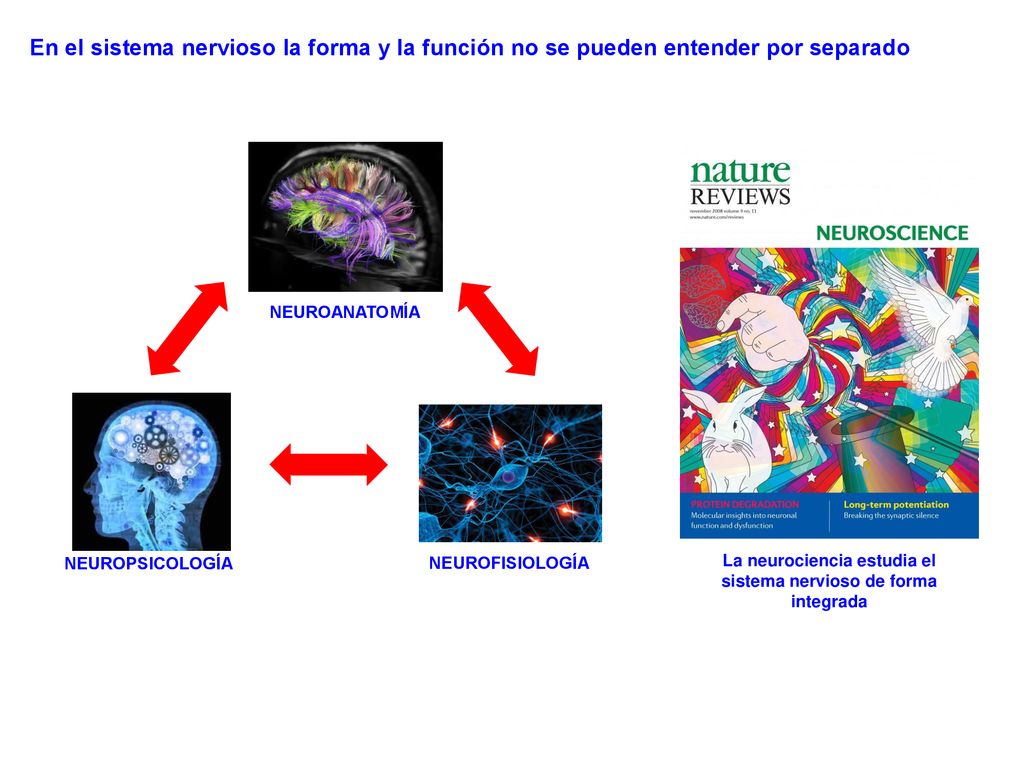 La neurociencia estudia el sistema nervioso de forma integrada