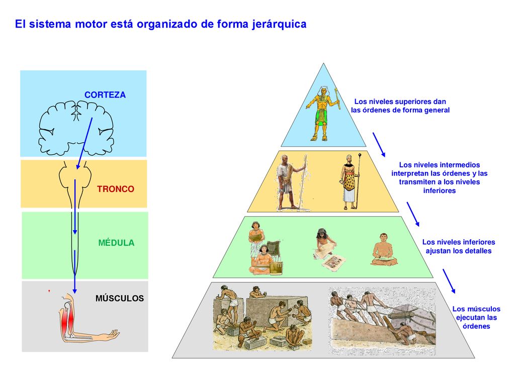 El sistema motor está organizado de forma jerárquica
