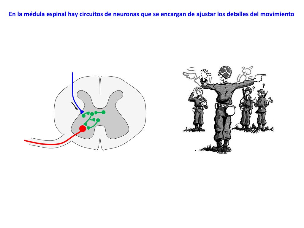 En la médula espinal hay circuitos de neuronas que se encargan de ajustar los detalles del movimiento
