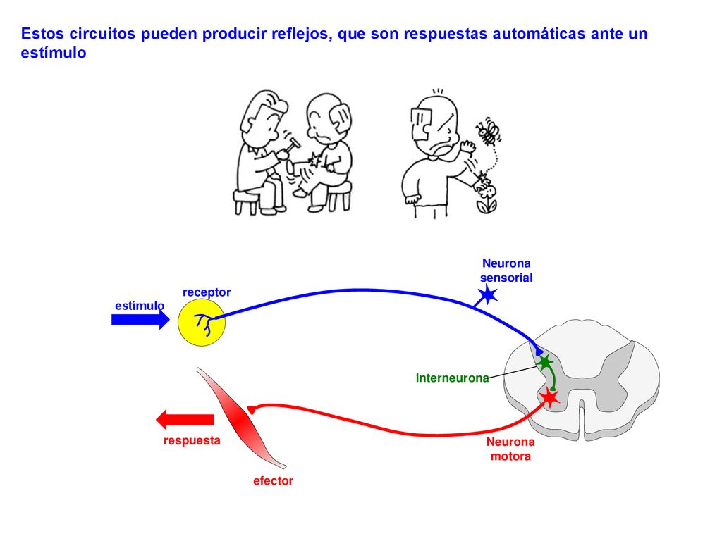 Estos circuitos pueden producir reflejos, que son respuestas automáticas ante un estímulo