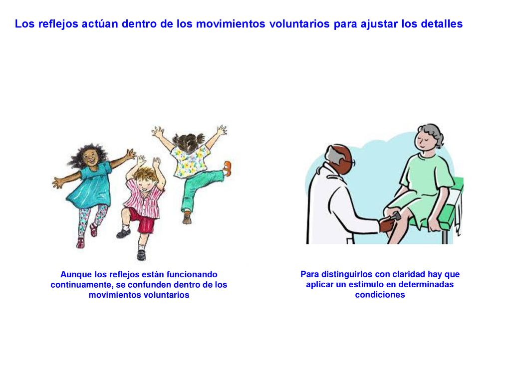 Los reflejos actúan dentro de los movimientos voluntarios para ajustar los detalles