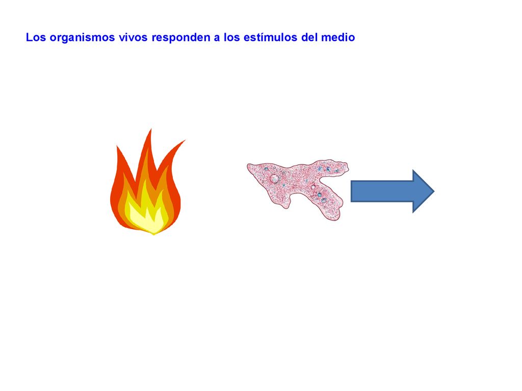 Los organismos vivos responden a los estímulos del medio