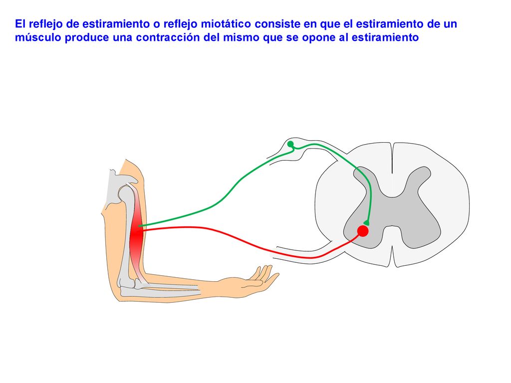 El reflejo de estiramiento o reflejo miotático consiste en que el estiramiento de un músculo produce una contracción del mismo que se opone al estiramiento
