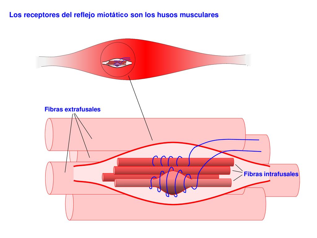 Los receptores del reflejo miotático son los husos musculares
