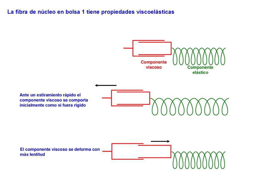 La fibra de núcleo en bolsa 1 tiene propiedades viscoelásticas