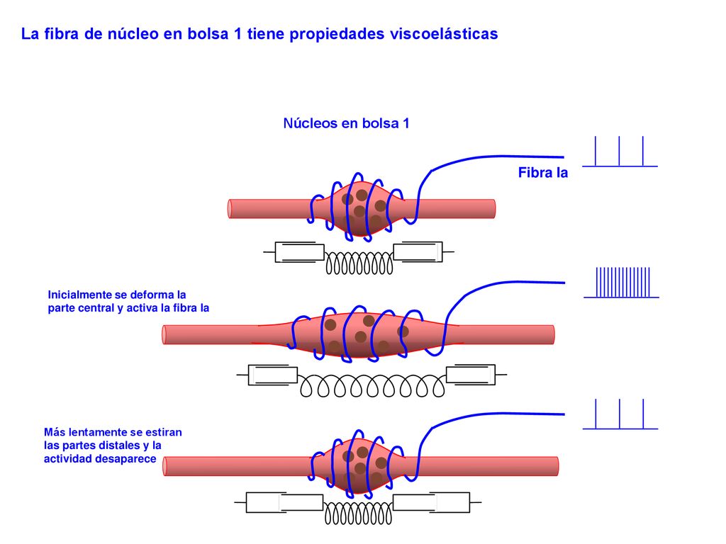 La fibra de núcleo en bolsa 1 tiene propiedades viscoelásticas