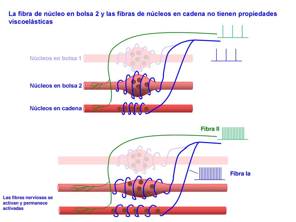 La fibra de núcleo en bolsa 2 y las fibras de núcleos en cadena no tienen propiedades viscoelásticas