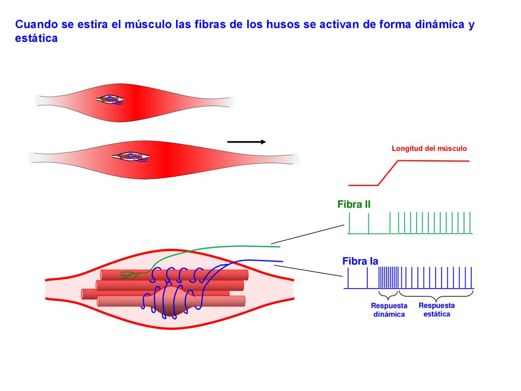Cuando se estira el músculo las fibras de los husos se activan de forma dinámica y estática