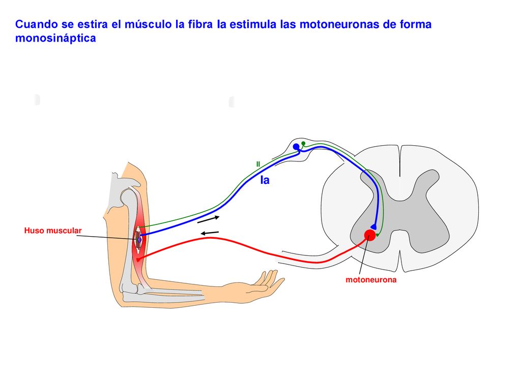 Cuando se estira el músculo la fibra Ia estimula las motoneuronas de forma monosináptica