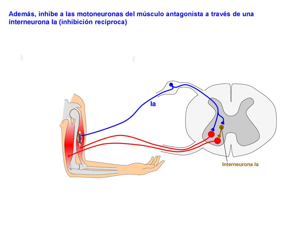 Además, inhibe a las motoneuronas del músculo antagonista a través de una interneurona Ia (inhibición recíproca)