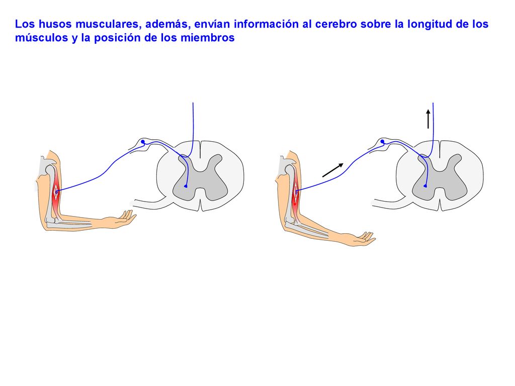 Los husos musculares, además, envían información al cerebro sobre la longitud de los músculos y la posición de los miembros