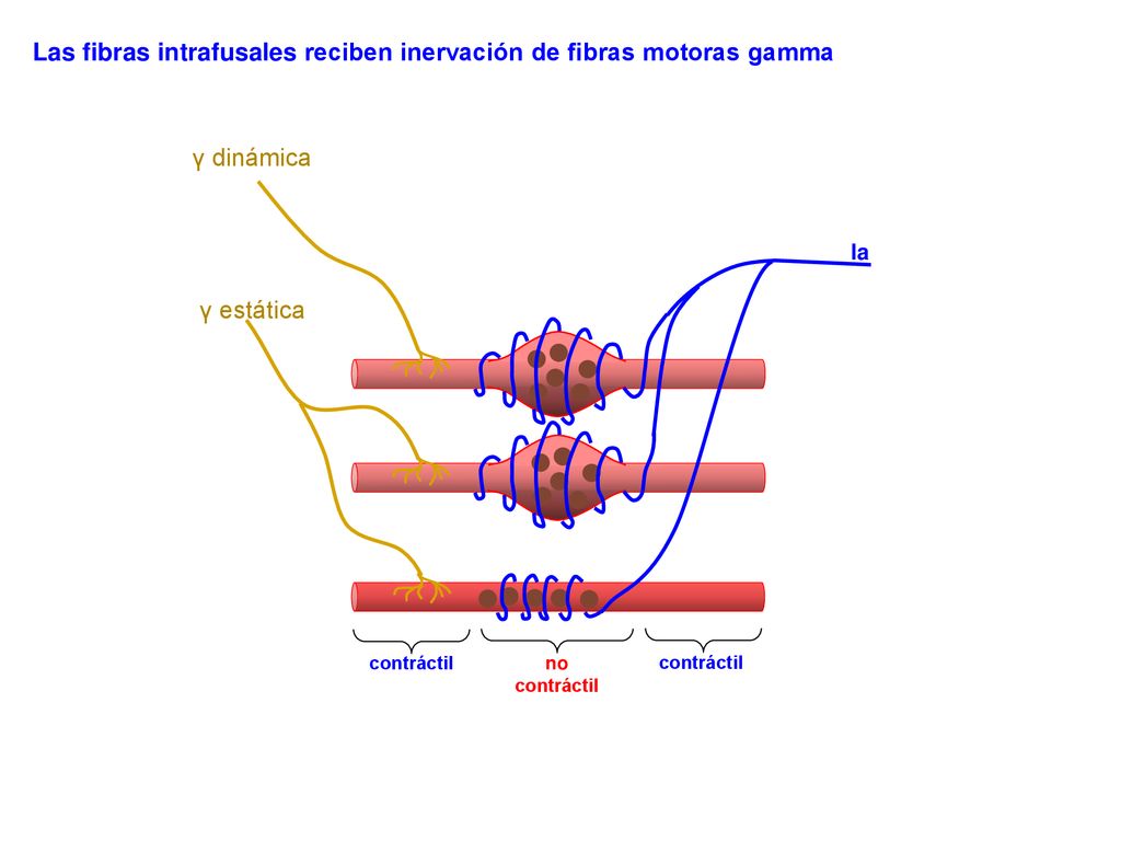 Las fibras intrafusales reciben inervación de fibras motoras gamma