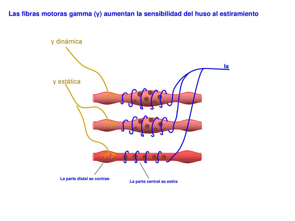 La parte distal se contrae La parte central se estira