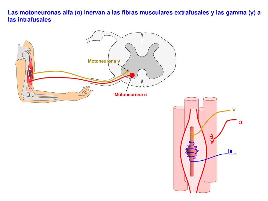 Las motoneuronas alfa (α) inervan a las fibras musculares extrafusales y las gamma (γ) a las intrafusales