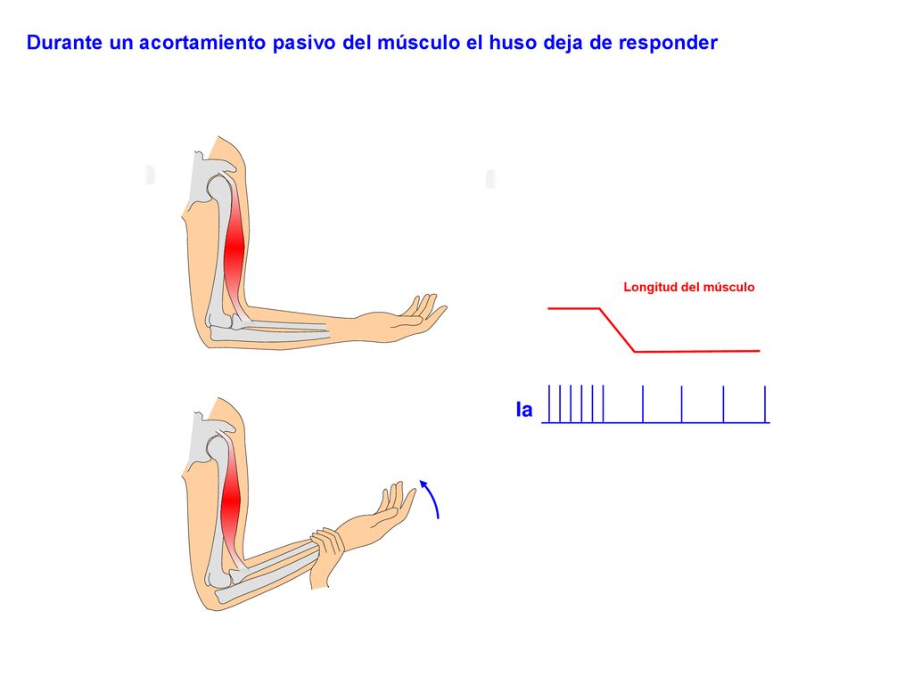 Durante un acortamiento pasivo del músculo el huso deja de responder