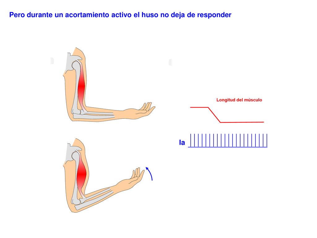 Pero durante un acortamiento activo el huso no deja de responder