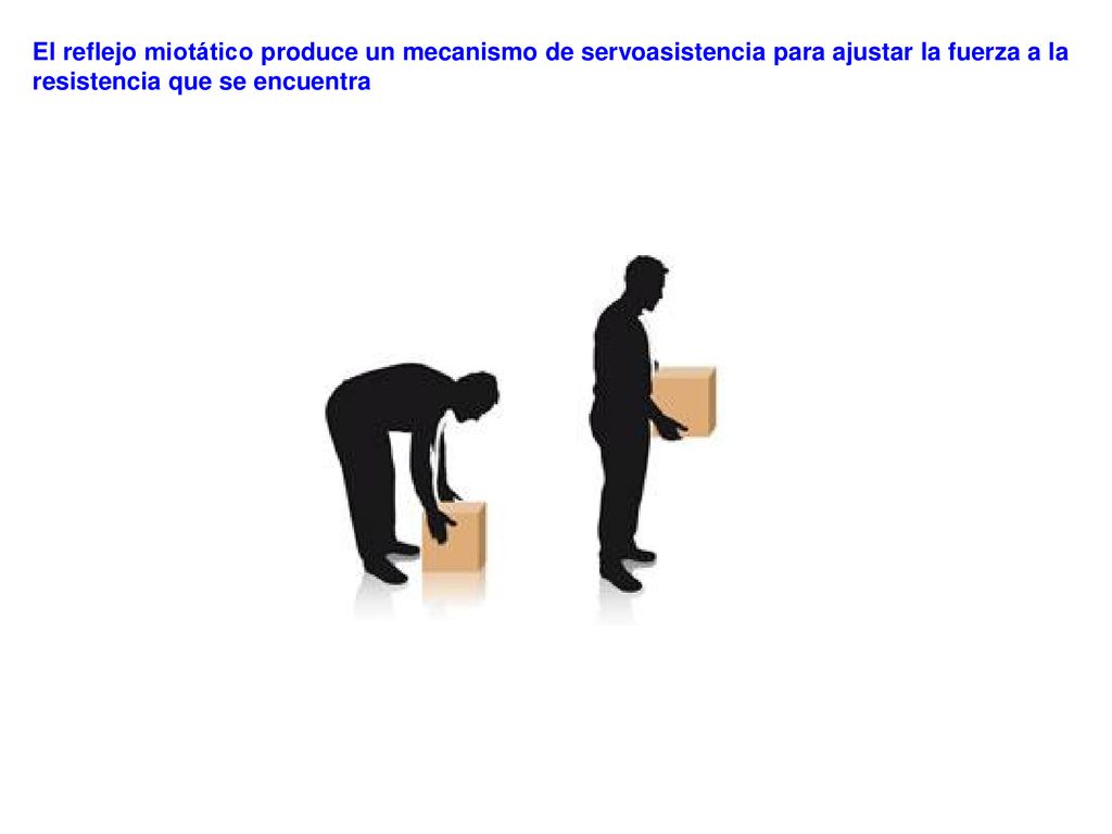 El reflejo miotático produce un mecanismo de servoasistencia para ajustar la fuerza a la resistencia que se encuentra