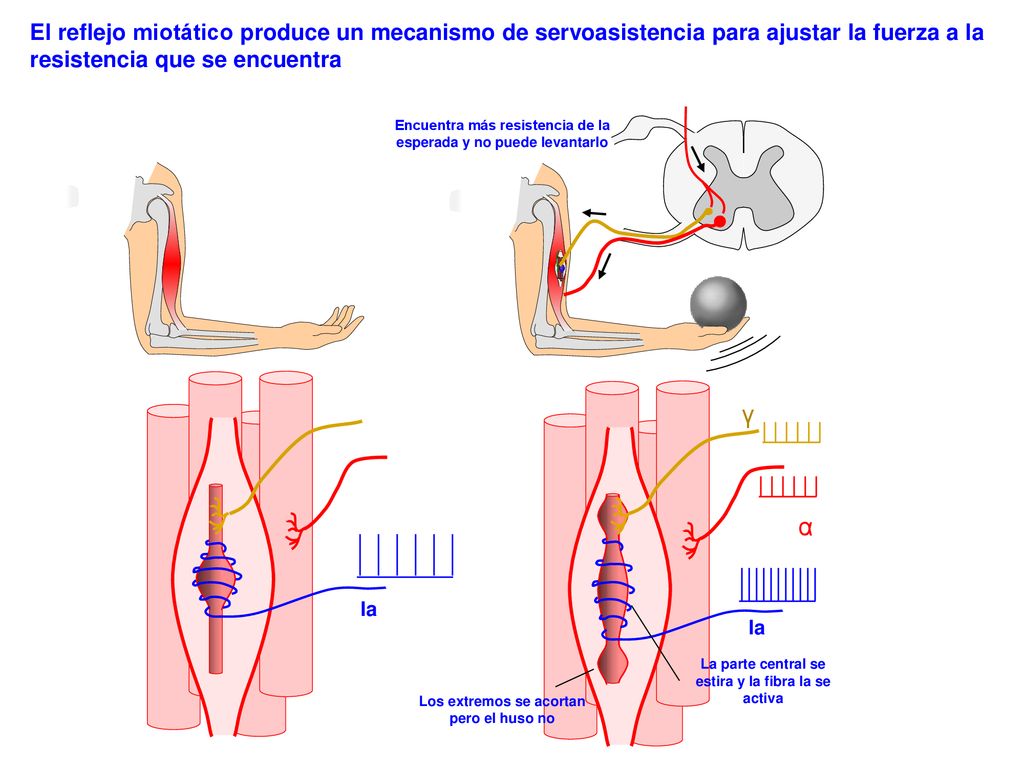 El reflejo miotático produce un mecanismo de servoasistencia para ajustar la fuerza a la resistencia que se encuentra