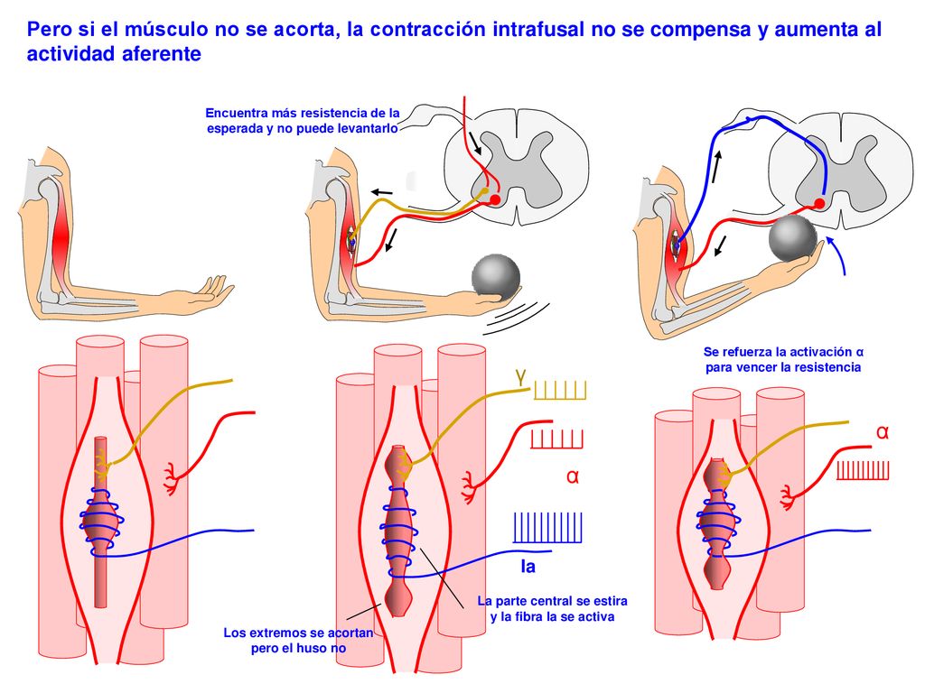 Pero si el músculo no se acorta, la contracción intrafusal no se compensa y aumenta al actividad aferente
