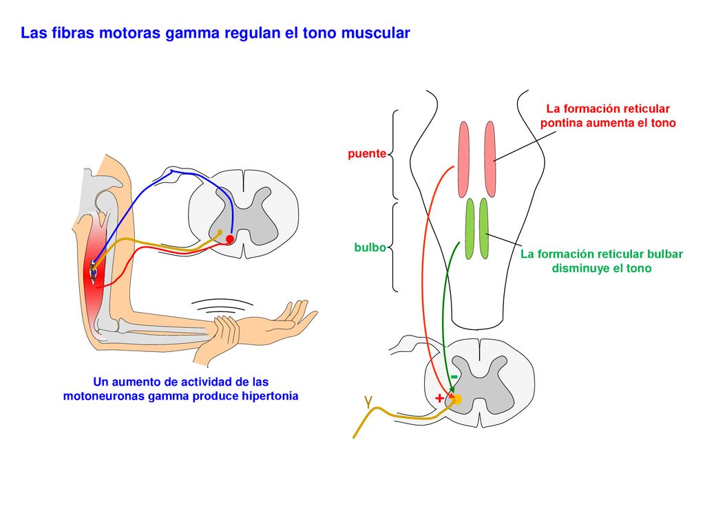 - + γ Las fibras motoras gamma regulan el tono muscular