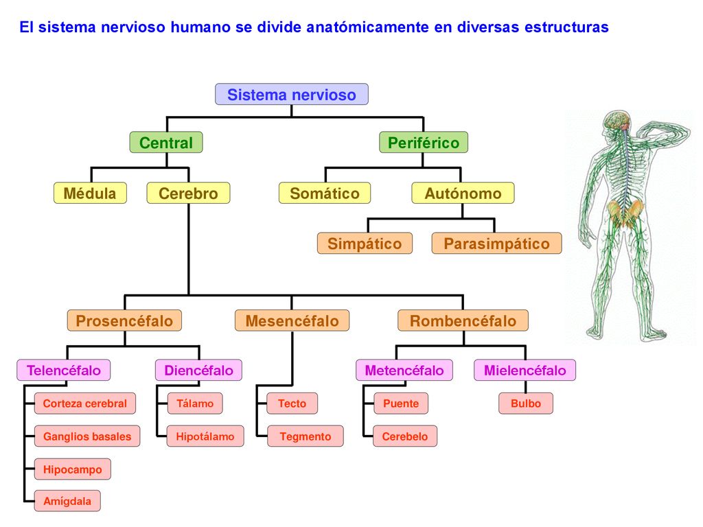 El sistema nervioso humano se divide anatómicamente en diversas estructuras