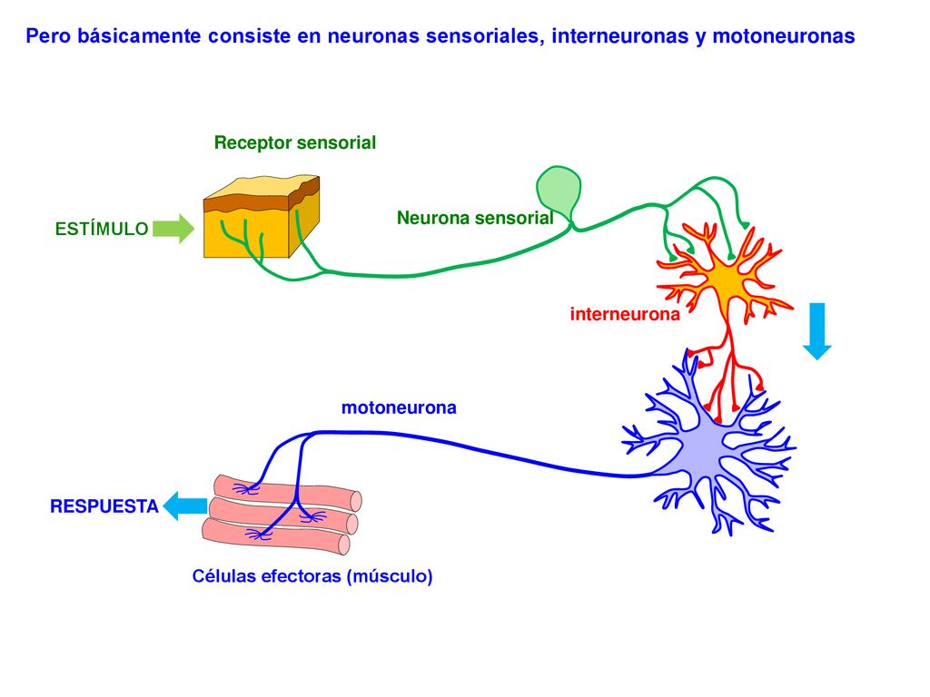 Pero básicamente consiste en neuronas sensoriales, interneuronas y motoneuronas