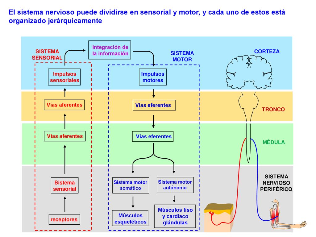 El sistema nervioso puede dividirse en sensorial y motor, y cada uno de estos está organizado jerárquicamente