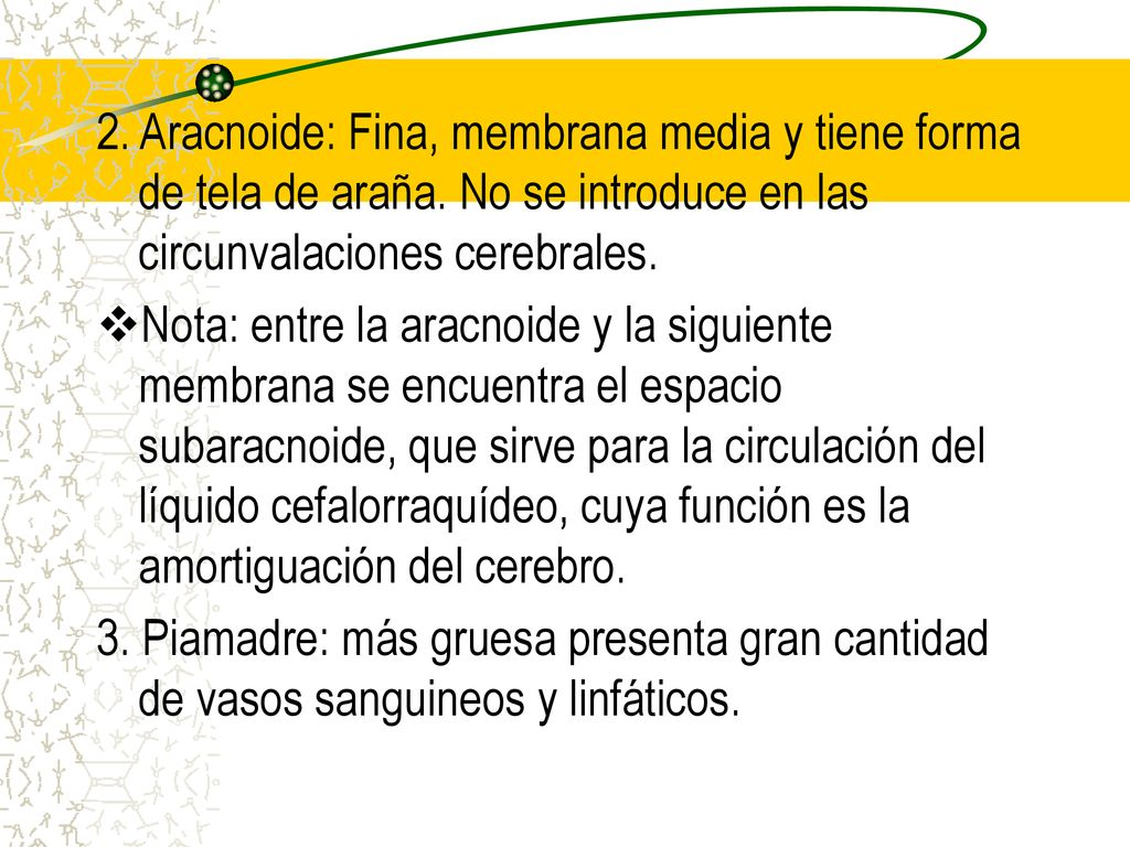 2. Aracnoide: Fina, membrana media y tiene forma de tela de araña