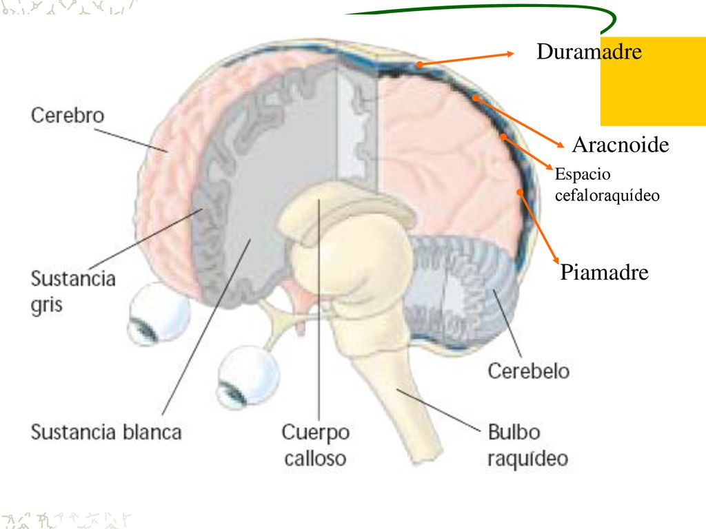 Duramadre Aracnoide Espacio cefaloraquídeo Piamadre