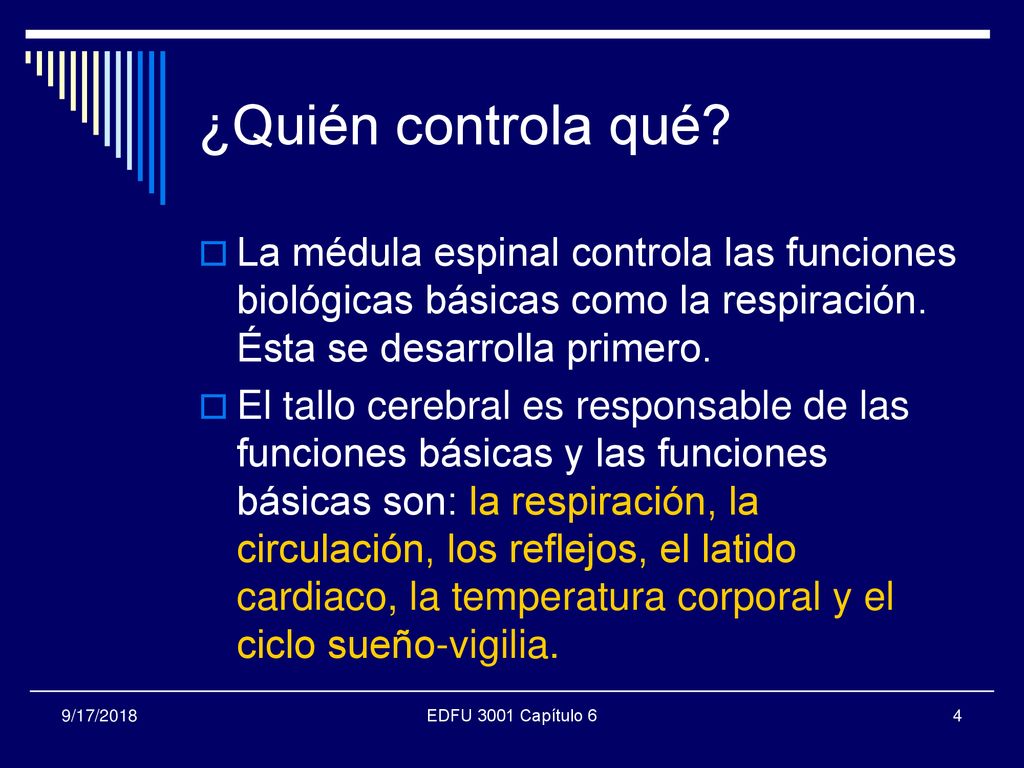 ¿Quién controla qué La médula espinal controla las funciones biológicas básicas como la respiración. Ésta se desarrolla primero.