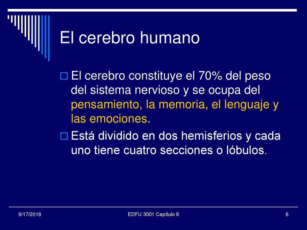 El cerebro humano El cerebro constituye el 70% del peso del sistema nervioso y se ocupa del pensamiento, la memoria, el lenguaje y las emociones.