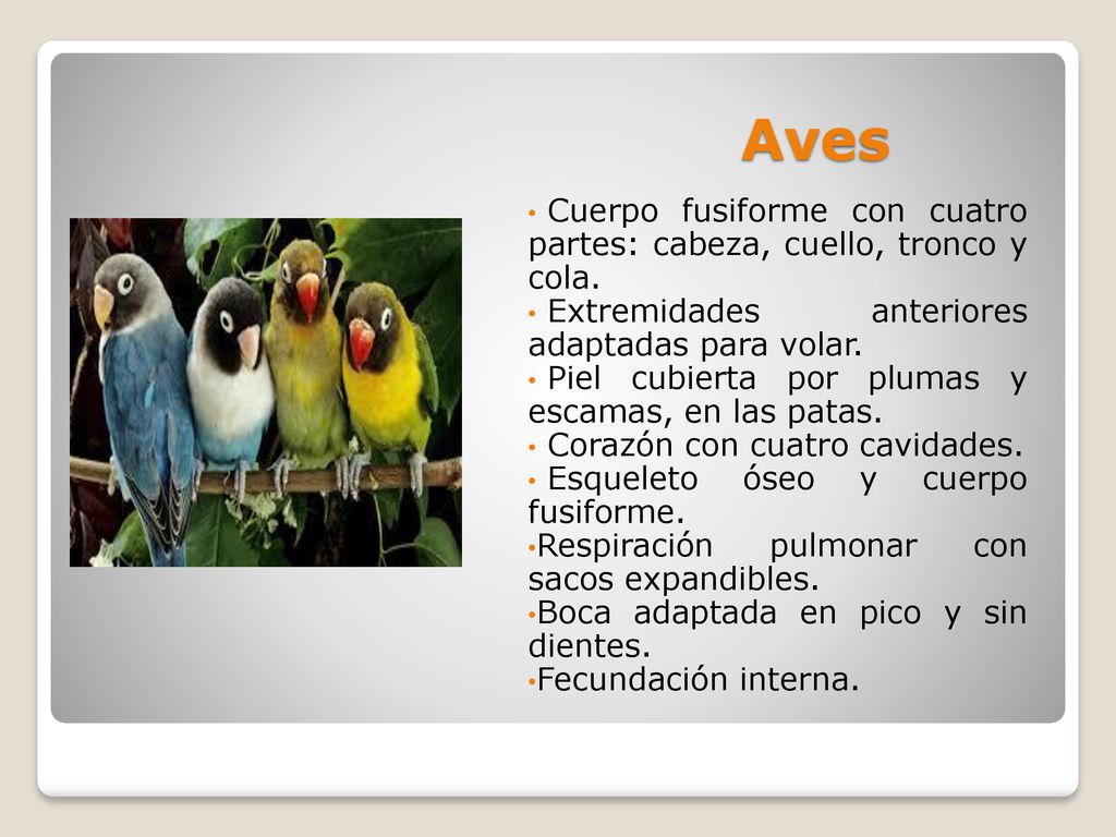 Aves Cuerpo fusiforme con cuatro partes: cabeza, cuello, tronco y cola. Extremidades anteriores adaptadas para volar.