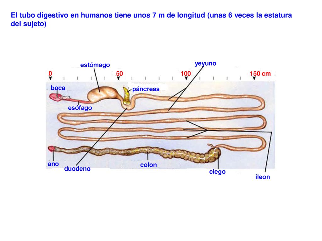 El tubo digestivo en humanos tiene unos 7 m de longitud (unas 6 veces la estatura del sujeto)